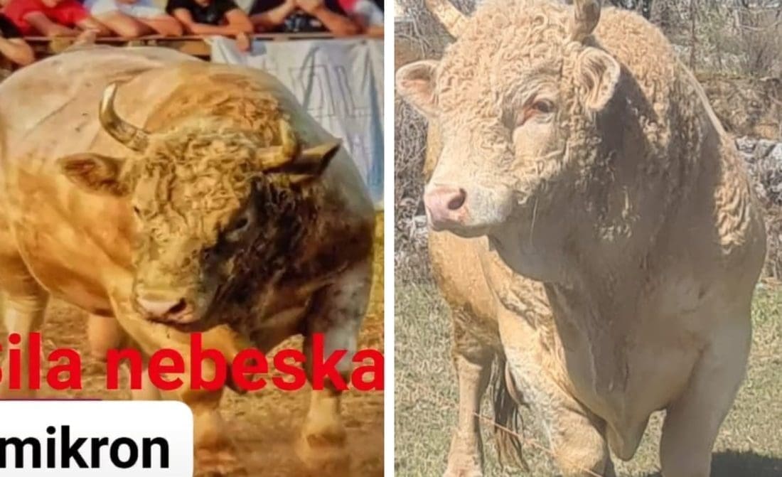 SPEKTAKL U ZAGORI Pobjednik koride u Dicmu je 'Bijeli' zvani 'Omikron'