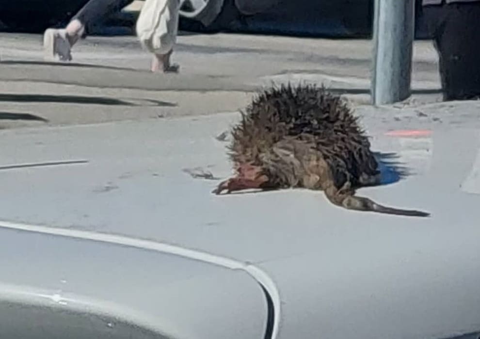 GADLJIV PRIZOR U SPLITU Nevjerojatno što je netko stavio na krov parkiranog automobila