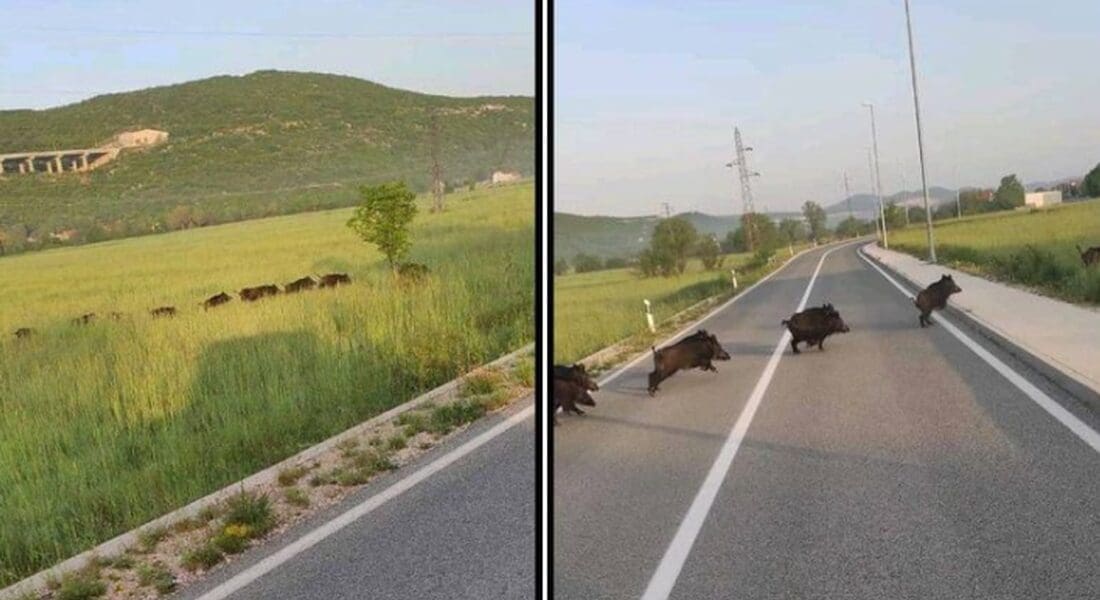 NESVAKIDAŠNJI PRIZOR U DALMACIJI Mnogi vozači ostali šokirani, ovo može biti opasno: "Nikad ne znate što će sve 'izletjet...'"