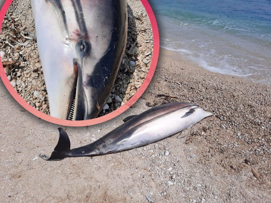 MORE IZBACILO DUPINA NA GLAVNU GRADSKU PLAŽU "Ovakvog još nismo vidjeli"