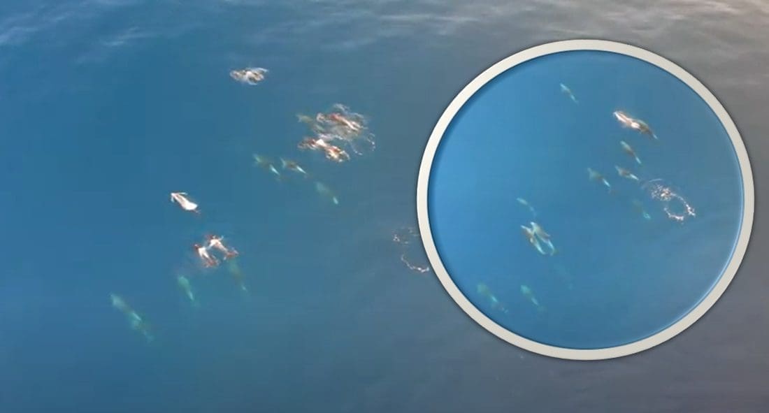 FASCINANTNA SNIMKA Fotograf iz Dalmacije snimio prizore koji oduševljavaju: "Bio sam s mladencima, kad ono..."