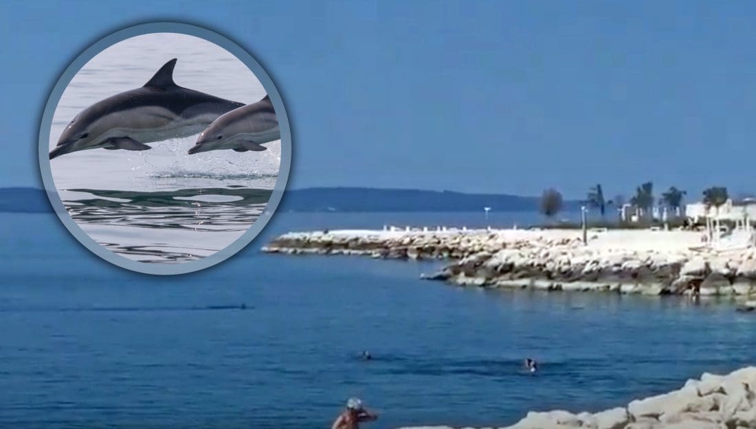 KAKVO IZNENAĐENJE NA PLAŽI NA ŽNJANU Jato dupina sasvim se približilo kupačima: "Svi su bili oduševljeni"
