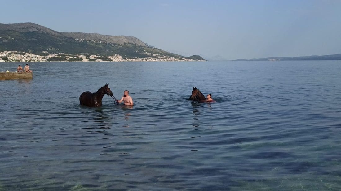 Na Duilovu viđene prekrasne životinje: Guštali u banjadi, kupači se unatoč divljenju držali podalje