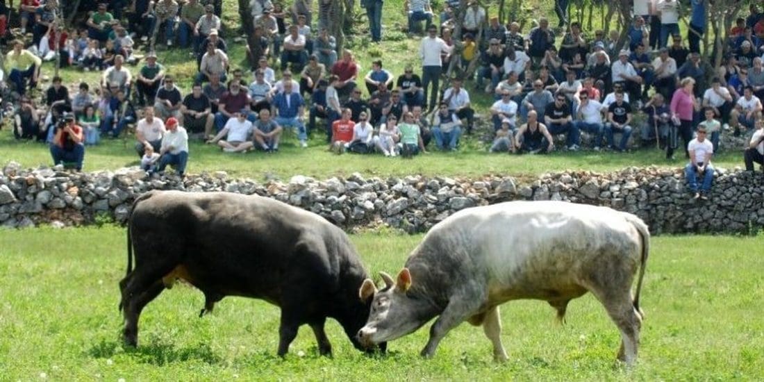 MNOGI ĆE SE ODUŠEVITI Priprema se spektakl u Radošiću: "U subotu i nedjelju Koride"