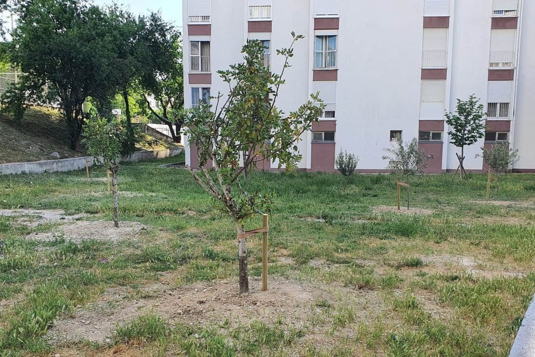 Matijević: "Posadili smo bajame, masline, smokve i rogače. Na jesen nastavljamo sa sadnjom"