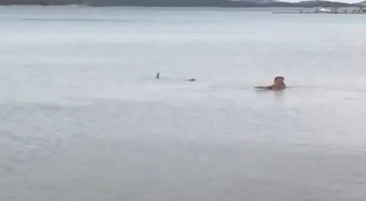 OVO SIGURNO NIKADA NISTE VIDJELI U plićaku se sreli pas i morski pas