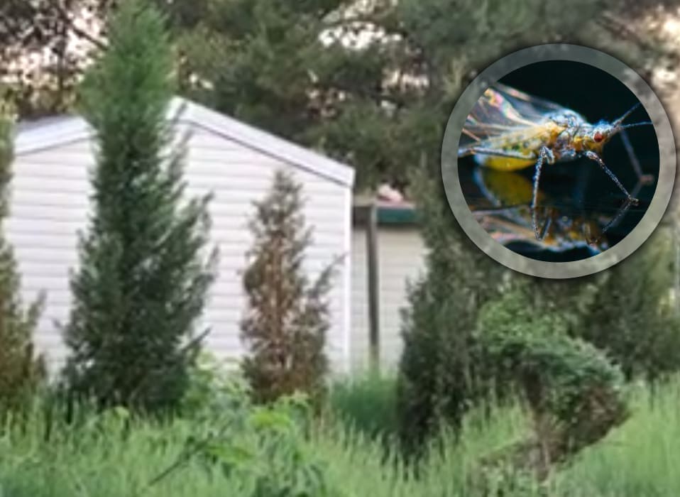 Bile su se primirile, sada ponovno "napadaju": Neugodno iznenađenje na trogirskom području