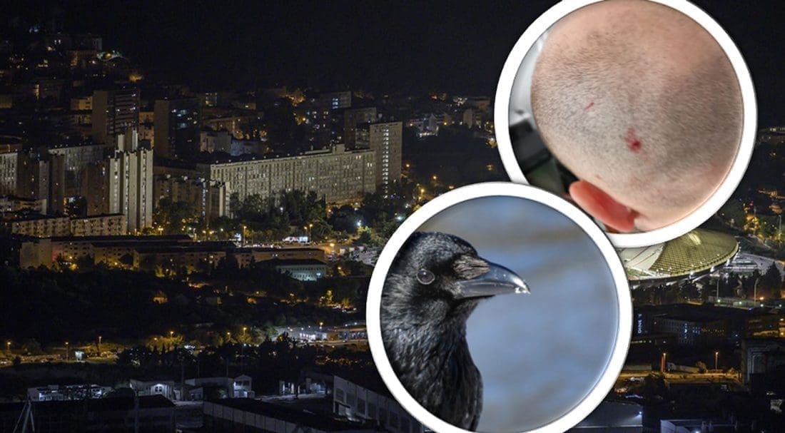 Zašto vrane napadaju ljude po Splitu?