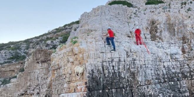 FILMSKA AKCIJA NA VISU HGSS-ovci spašavali kozu s litice: Ne bi preživjela da nisu napravili ovo