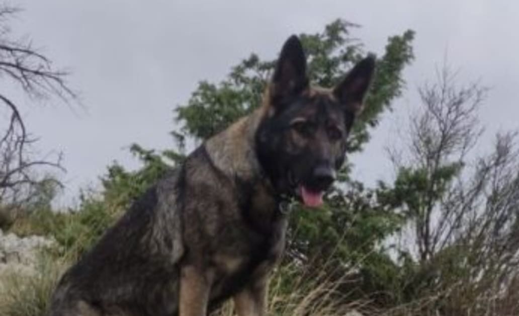 KUJICA BELLA ZASLUŽILA LICENCU POTRAŽNOG PSA: "Psi su dragocjen resurs HGSS-a"