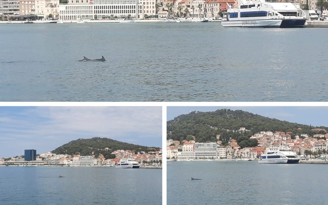 ČULI SU SE UZVICI Splićanka nam opisala jutrošnje iskustvo na Rivi: "Woooow, svi su izvadili mobitele i snimali su fascinantne prizore!"