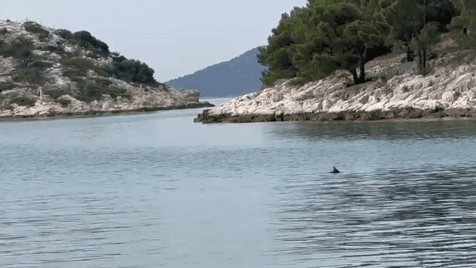 VIDEO Morski pas snimljen u Dalmaciji: Plivao stotinjak metara od obale