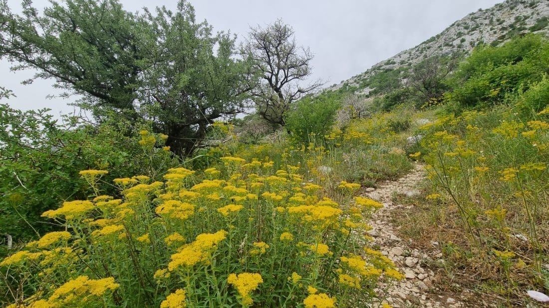 mosor-leptiri-debelo-brdo (1)