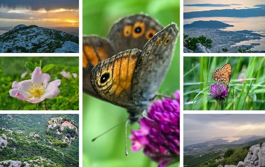 Pronašli smo "livadu leptira" na Mosoru: Ovaj dio planine malo tko je posjetio