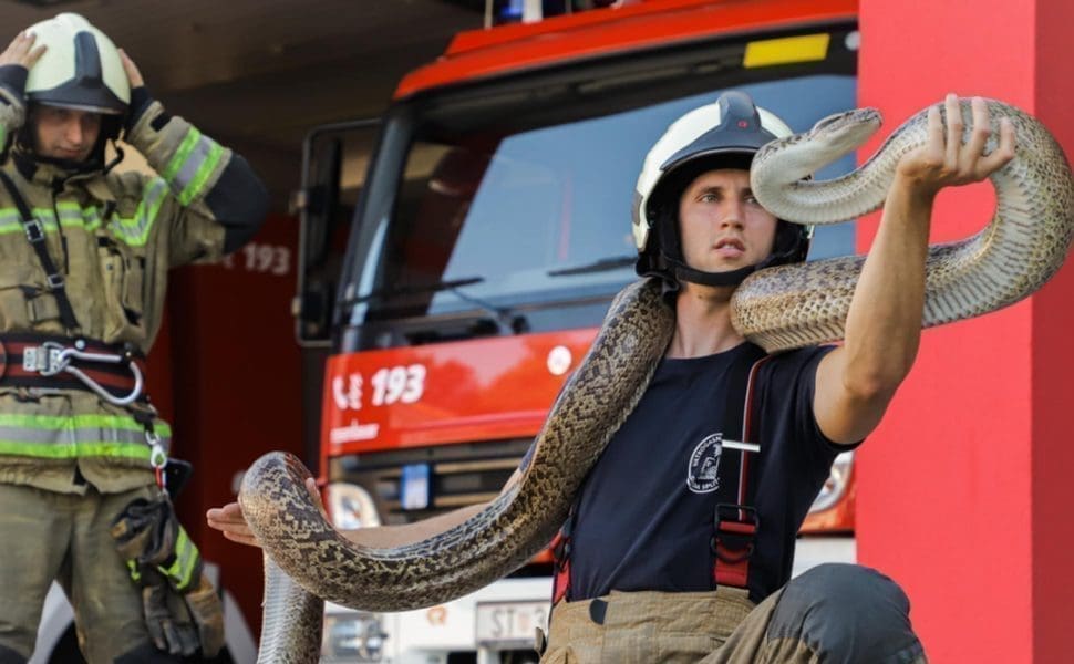 DA TI SE SLEDI KRV U ŽILAMA Piton u splitskoj Javnoj vatrogasnoj postrojbi!