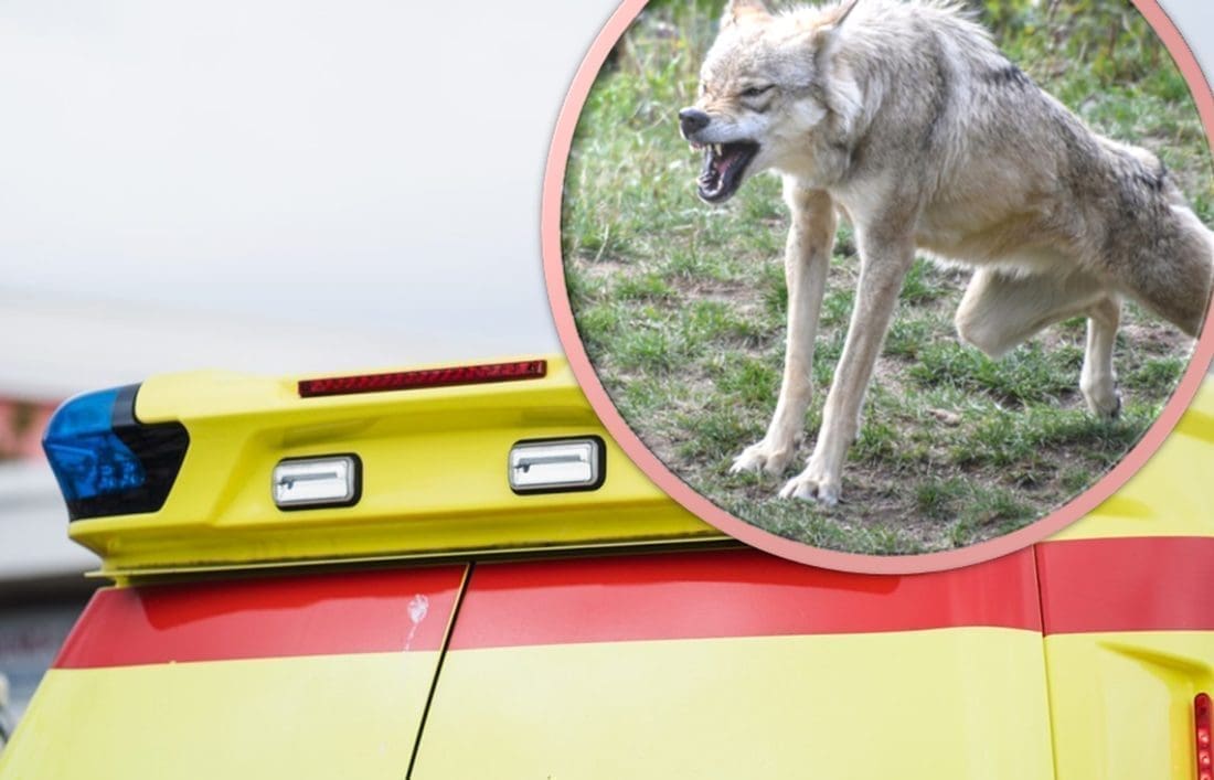 MUČNE I KRVAVE SCENE IZ DALMACIJE Čopor vukova uletio u stado koza i napao pastira!