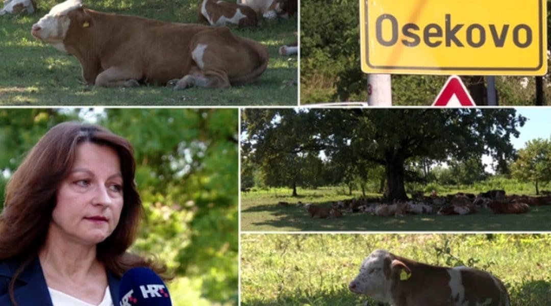 Antraks potvrđen kod šest osoba, među njima dvoje djece