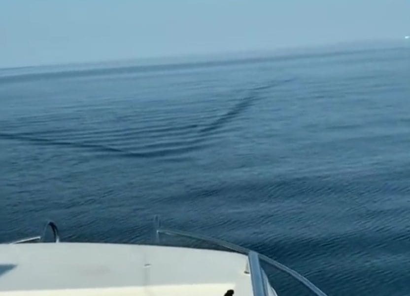 ŠOKANTAN PRIZOR Ogromna bijela morska psina plivala tik uz brodicu: "Ovo nije normalno"