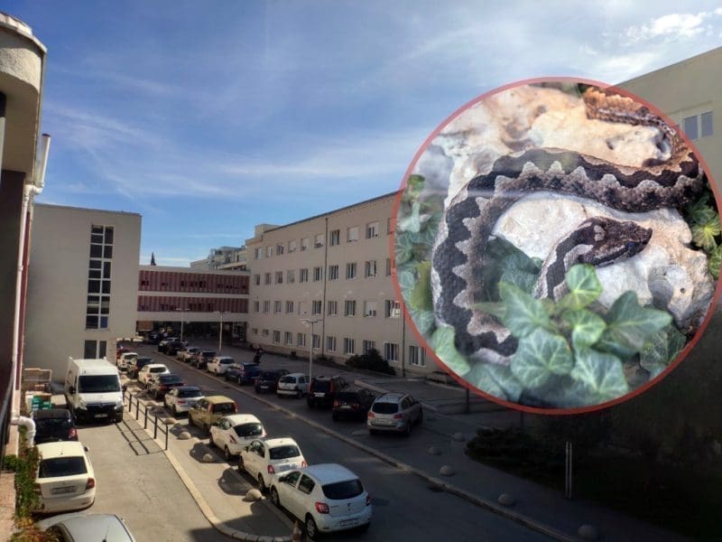 ČETIRI OSOBE SE LIJEČILE U SPLITSKOJ BOLNICI OD UGRIZA ZMIJE Dr. Ledina: "Važno je što prije doći do bolnice, optimalno bi bilo u roku od 2 do 4 sata"