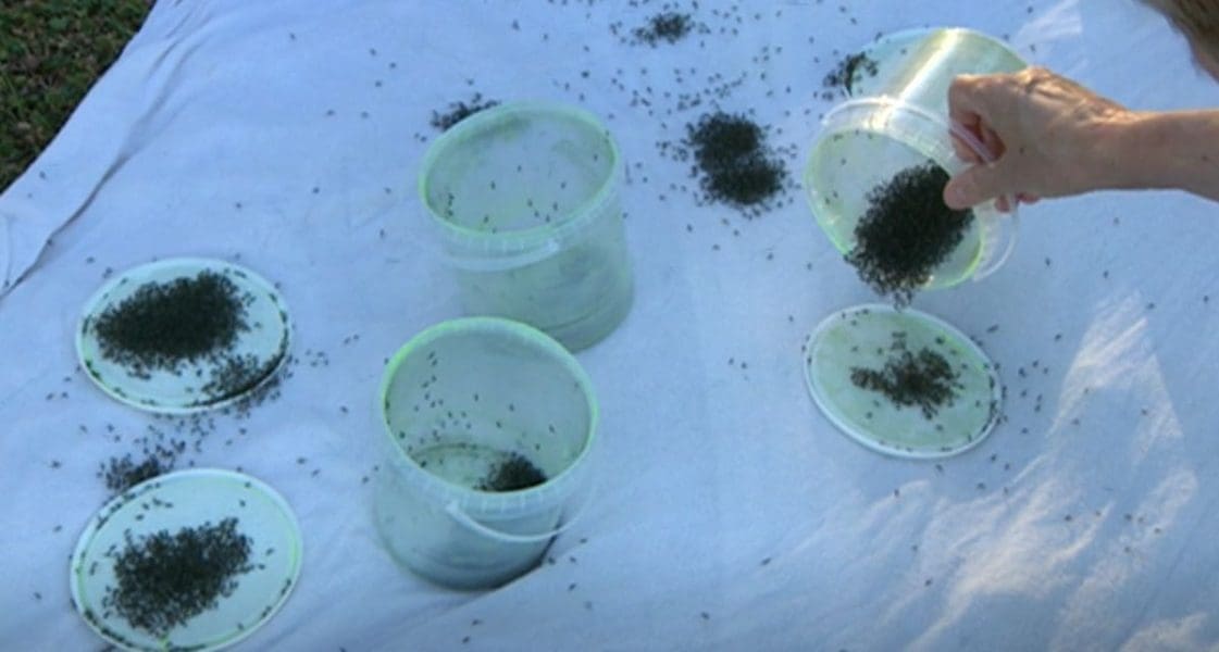 STRUČNJAK UPOZORAVA: "Možemo očekivati ponovnu pojavu malarije i nove bolesti"