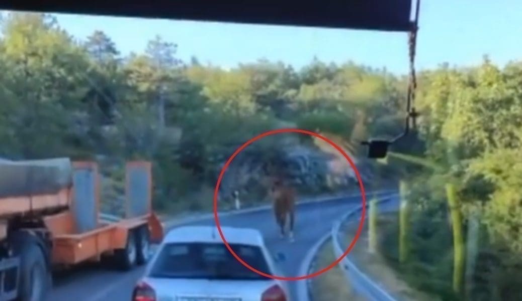 DA, DOBRO VIDITE! Neobičan prizor nadomak Splita stvorio gužvu na prometnici, vozači u čudu: "Konj predvodi kolonu"