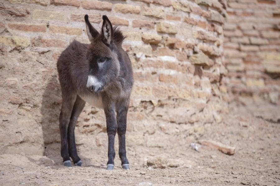 Napušteni magarac na dalmatinskom otočiću: udruga Prijatelji životinja svake godine dobiva dojave turista o isluženim, gladnim i žednim magarcima
