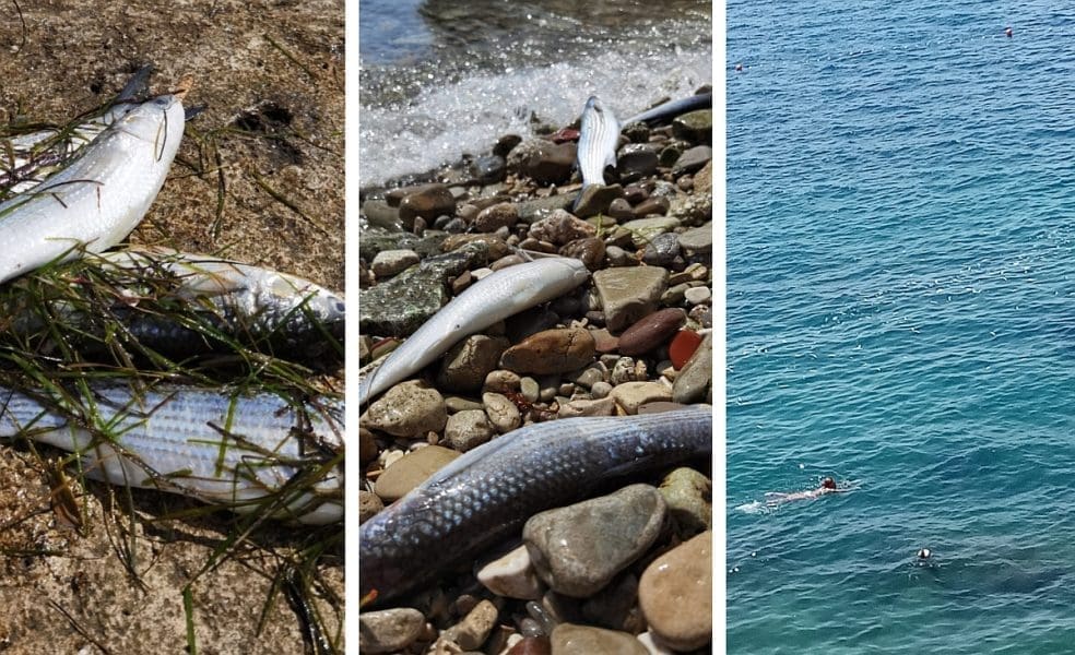 UŽAS U STOBREČU I PODSTRANI Tone mrtve ribe na plažama i moru: "Što će biti kada se sve ovo usmrdi?"