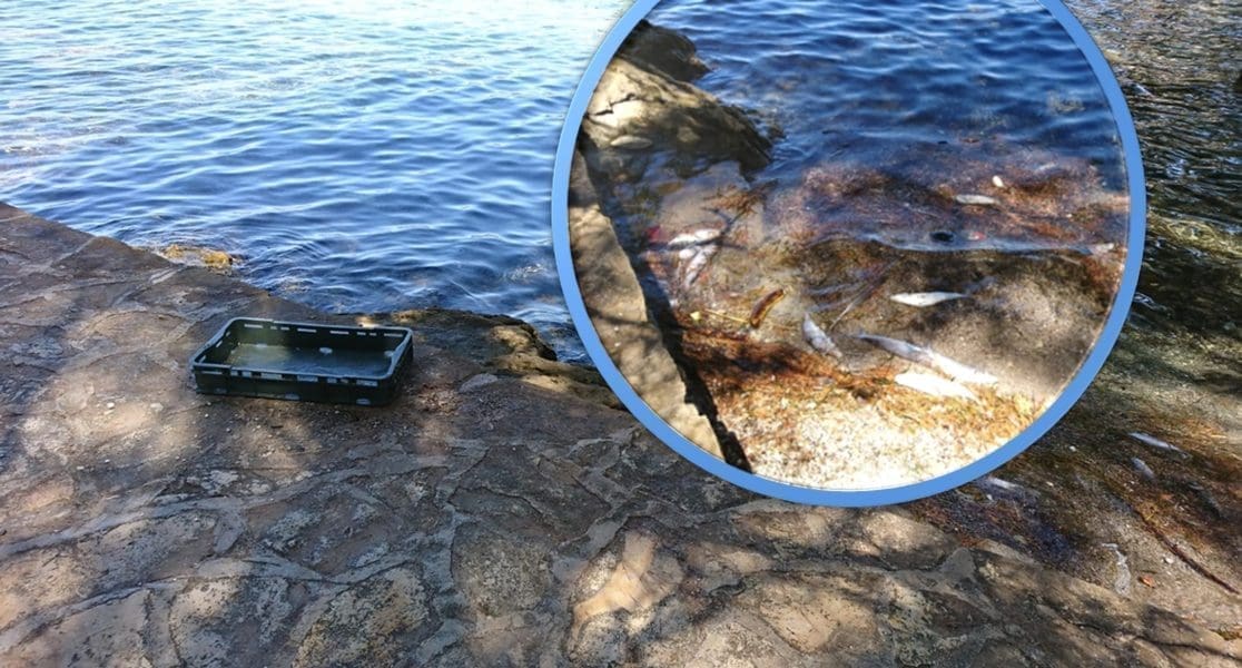 MUČNI I UŽASNI PRIZORI NA POPULARNOJ SPLITSKOJ PLAŽI Curica doživjela šok, širi se užasan smrad: "Posvuda su plutale"