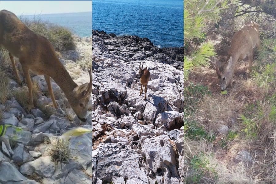NESVAKIDAŠNJI PRIZOR NA OTOKU Susret sa srnjakom na stijenama između Hvara i Milne: "Sigurna sam da ovo neću više nikada doživjeti"