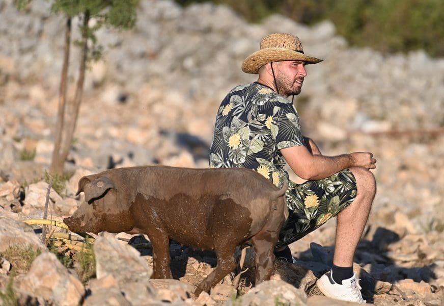 Puljak o ministrici: "Ne zna elementarne informacije o širenju svinjske kuge"