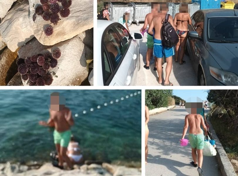 SPLIĆANIN IH POKUŠAO SPRIJEČITI Talijani na Kašjunima vadili i trpali ježince u crne vrećice: "Kada sam pozvao policiju, pobjegli su"