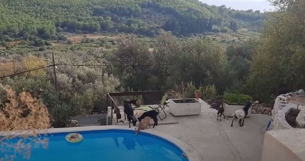 Divlje životinje haraju hrvatskim otocima: "Čujemo ih svake večeri i imamo foto safari"