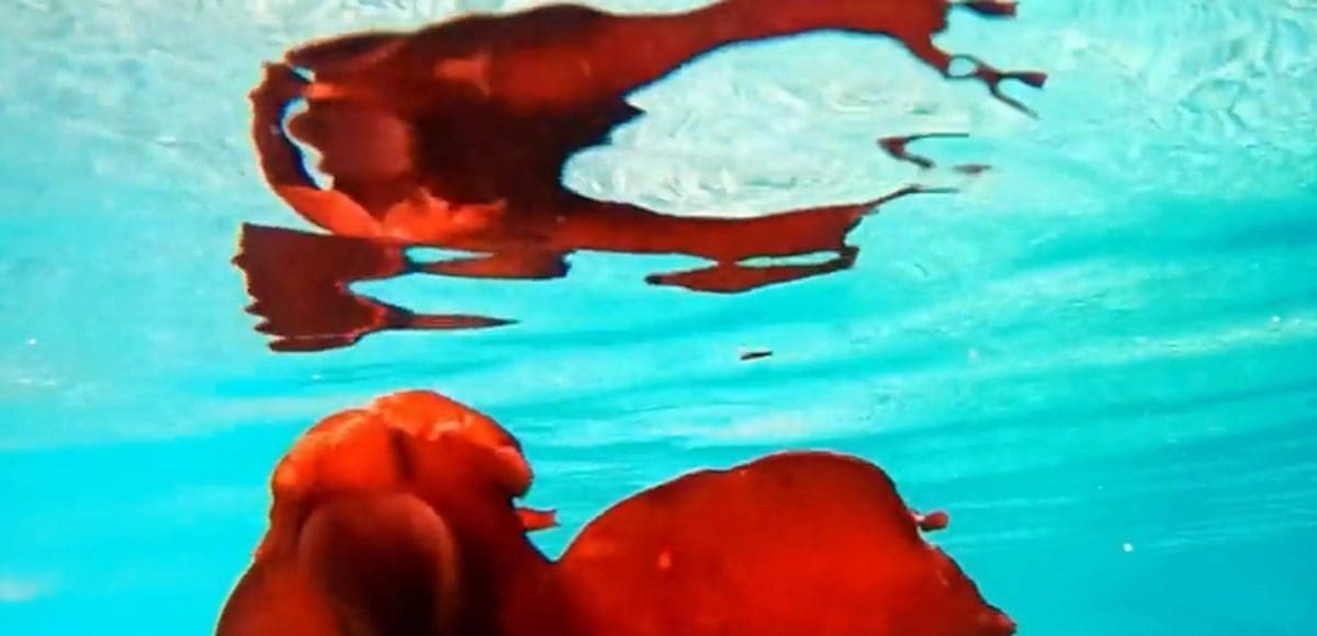 SNIMLJEN KOD DALMATINSKOG OTOKA Neobičan stanovnik mnoge iznenadio: Nazivaju ga i morskom kravom