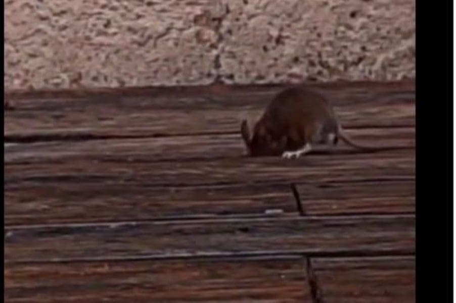 MIŠ SE USELIO U SPLITSKI RESTORAN: "Za vrijeme ručka smo se zgrozili!"