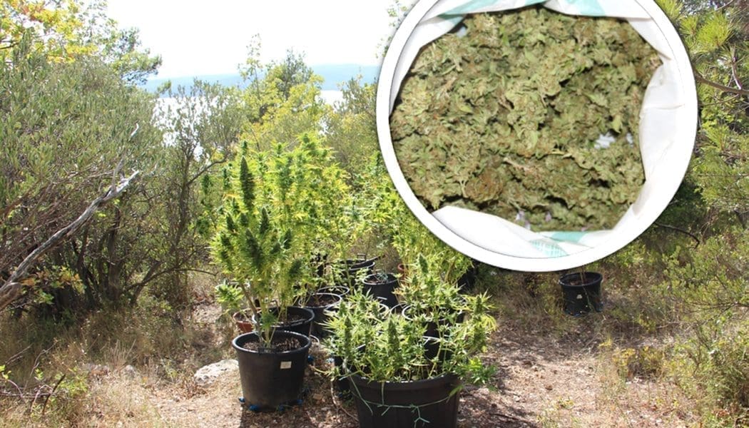 ZNANSTVENICI RAZBILI MIT Loše vijesti za korisnike marihuane