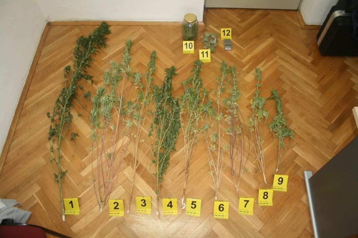 Policija mu pretražila kuću: Trogiraninu pronašli stabljike marihuane visoke preko metar, sjemenke, vagu