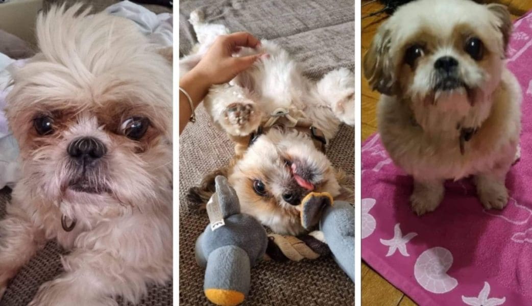 NESTAO PSIĆ, VLASNICI MOLE ZA POMOĆ "Novčana nagrada ili vam kupujemo novog psa"