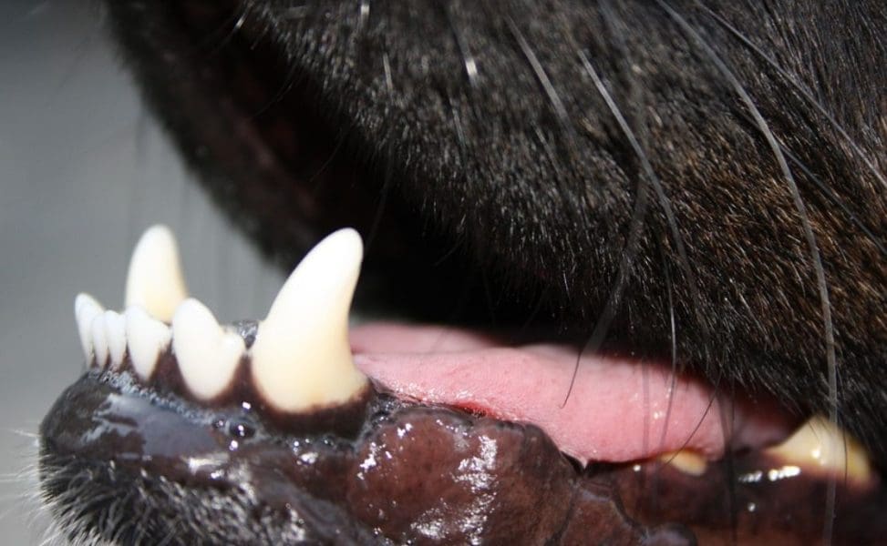 Pas na ulici napao ženu. Vlasnica će biti kažnjena