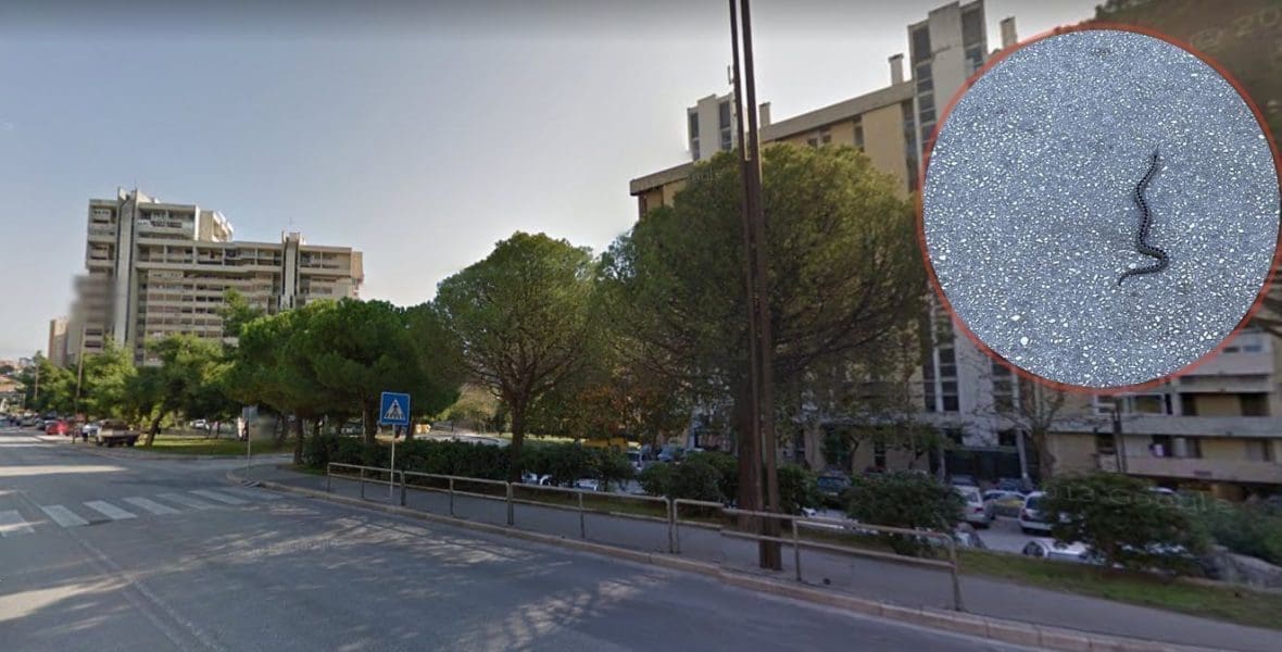 POSKOK USRED SPLITA 3! Najopasnija domaća zmija otrovnica pronađena na parkiralištu, pozvani su vatrogasci