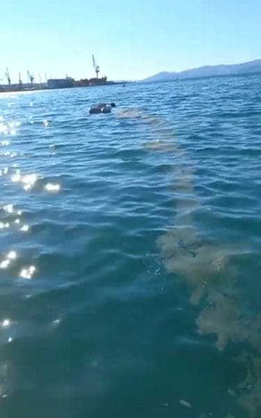 vranjic-oneciscenje (1)