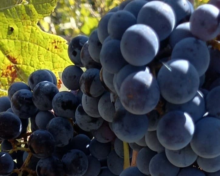 NEUGODNO IZNENAĐENJE U VINOGRADU Dalmatinac krenuo u berbu grožđa, a onda ga je dočekao neugodan gost....