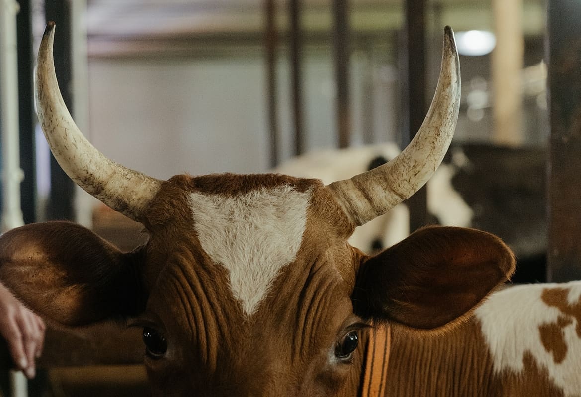 Slučaj istražuje policija u Dalmaciji: Vlasnika izbo bik, 38-godišnjak zadobio po život teške ozljede