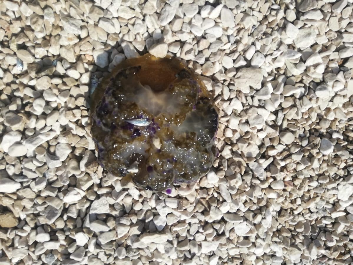 MNOGI SE BOJE, ALI EVO PRAVE ISTINE Na Žnjanu uočen predivan morski stanar