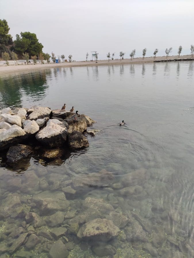 djir_bace_duilovo_trstenik (1)