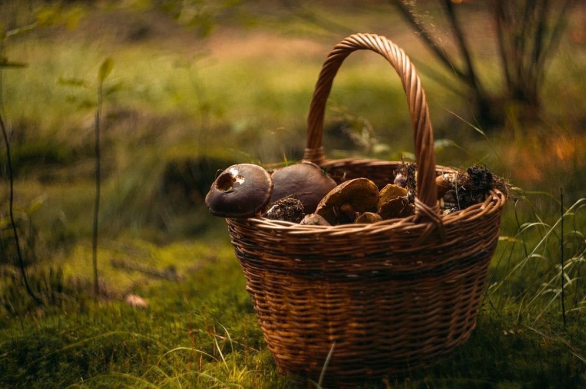 Koliko dugo držati gljive u hladnjaku? Evo što je rizično