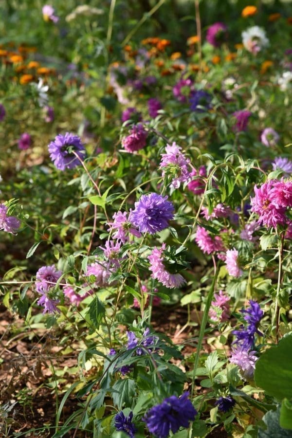 kastela-vrt-skola (1)