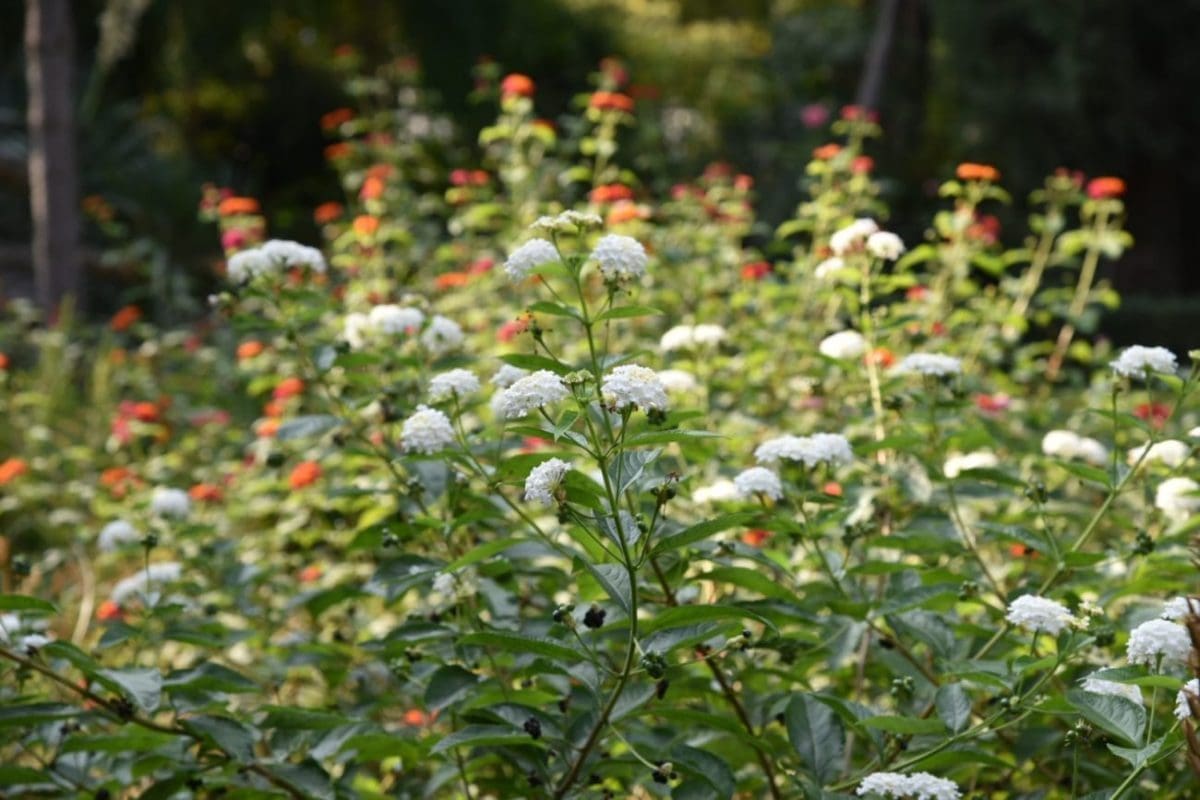 Kada je bolje zalijevati cvijeće tijekom vrućine? "Samo je jedan točan odgovor na ovo pitanje"
