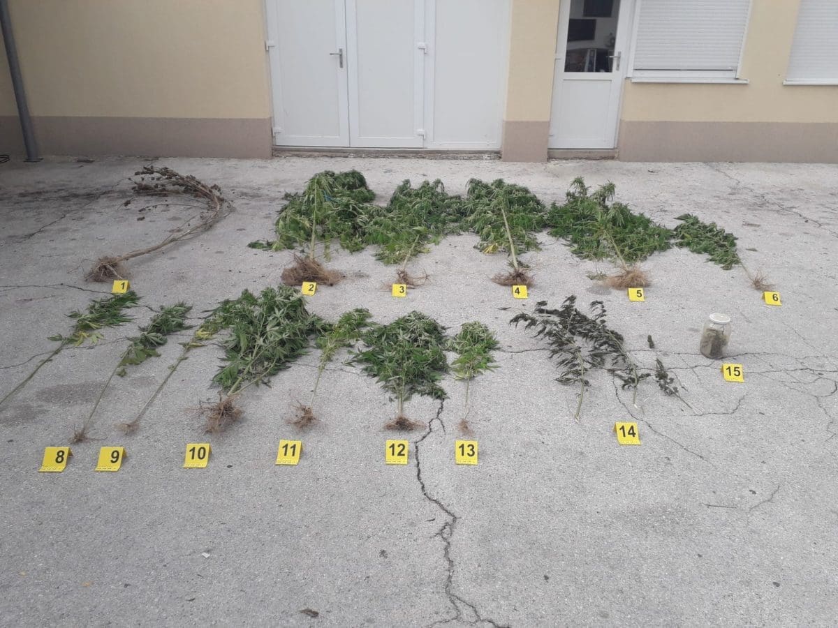 Sinjaninu "ugašen biznis": Sadio marihuanu, najviša stabljika dosezala 330 centimetara