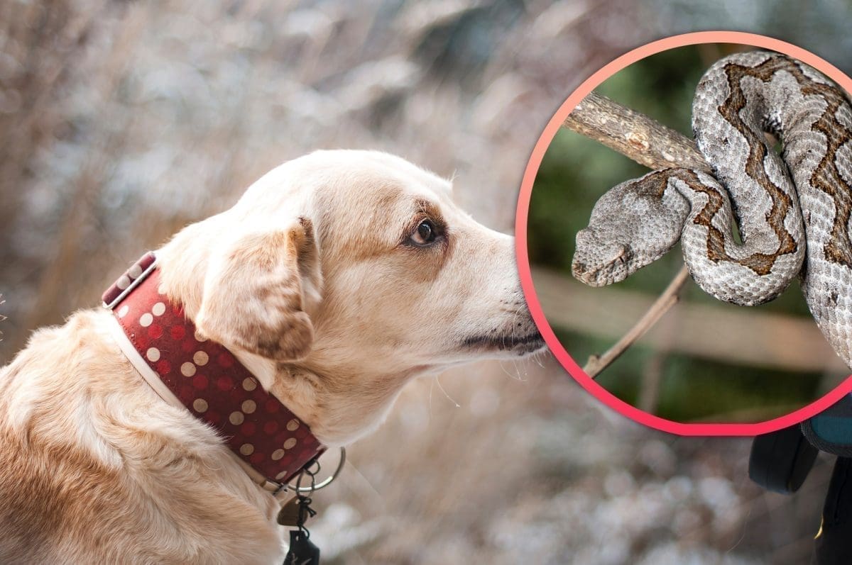 POSKOK UGRIZAO PSA NA MOSORU "Budite pametni, ne idite gdje ne treba, držite se staza"
