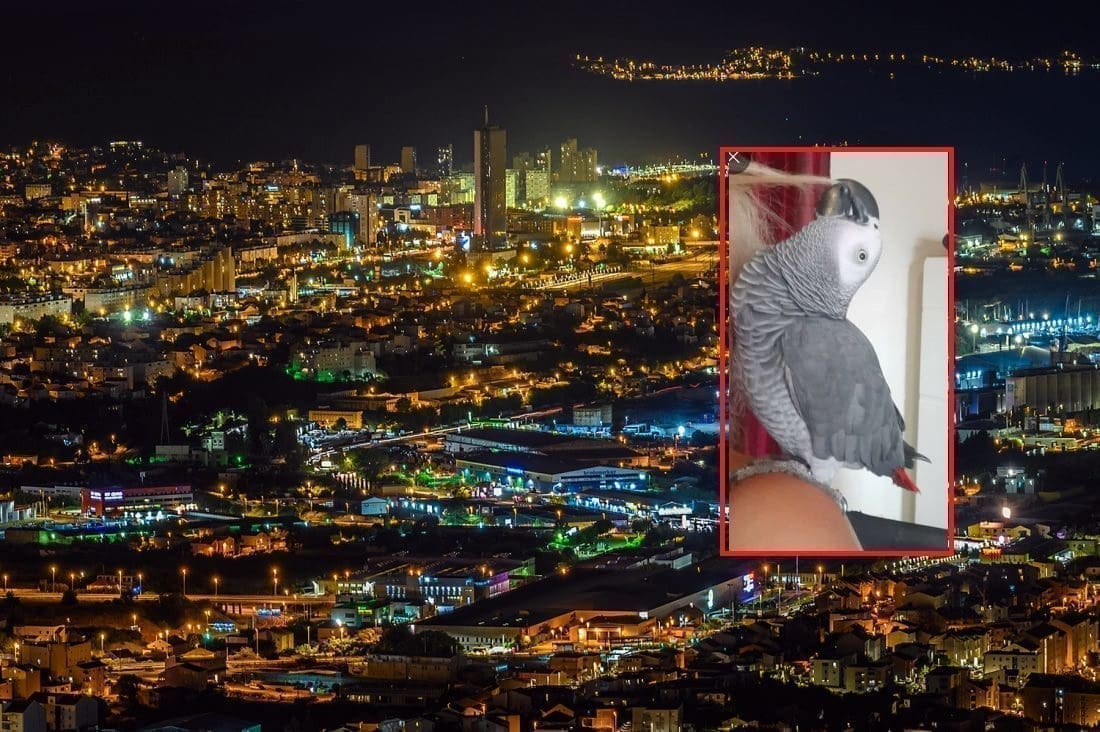 POTRAGA ZA PAPIGOM Jeste li ju vidjeli?